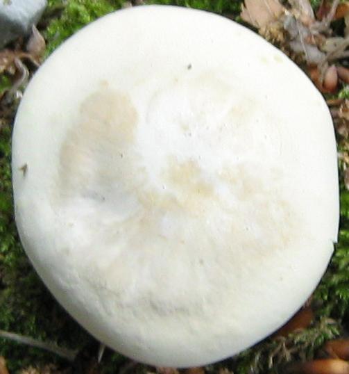 Escursione a Limestre e funghi da identificare